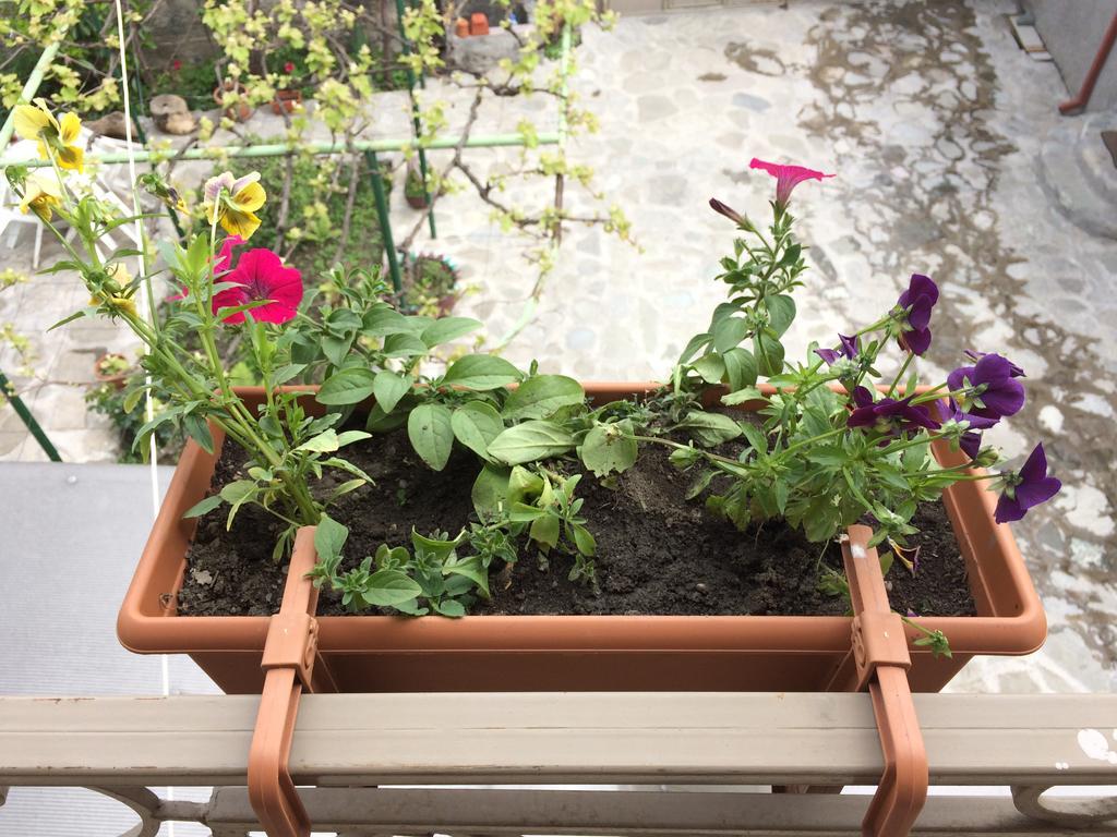 Mari Guest House Telavi Dış mekan fotoğraf